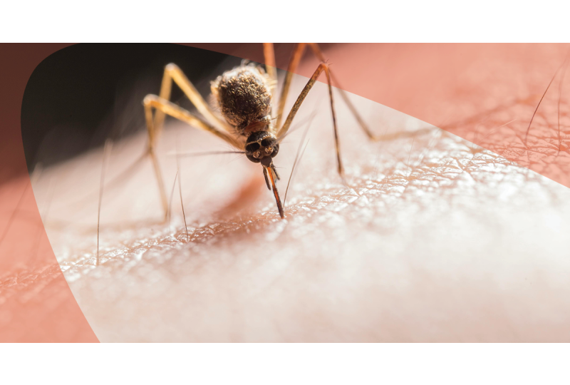 Mosquito biting skin