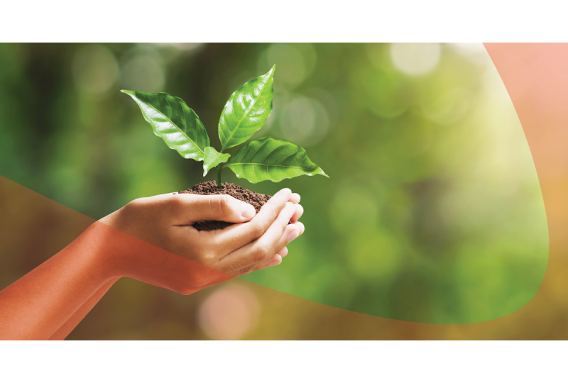 Hands Holding Growing Plant - Sustainability 